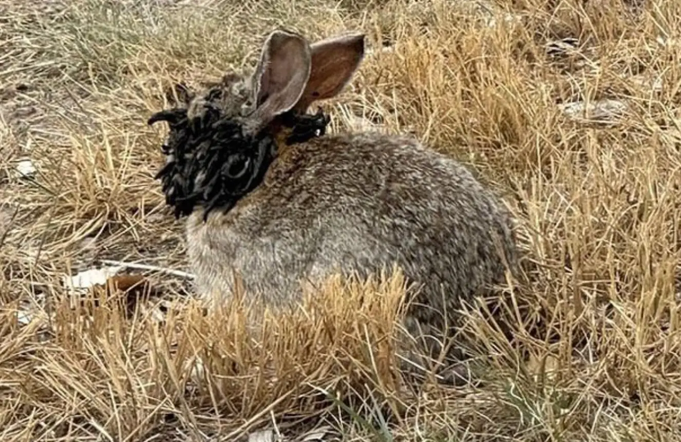People have been left horrified over the sight of the infected rabbits in Colorado (Reddit)