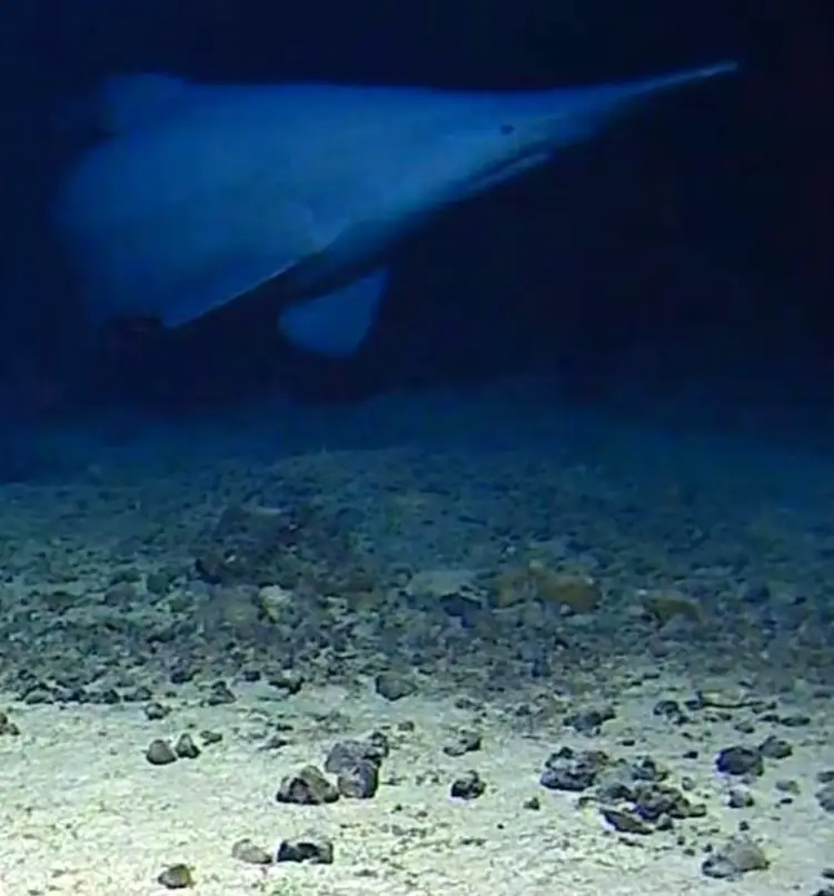 A goblin shark caught on camera in 2024, near the Tonga Trench (Minderoo-University of Western Australia Deep-Sea Research Center and Inkfish)