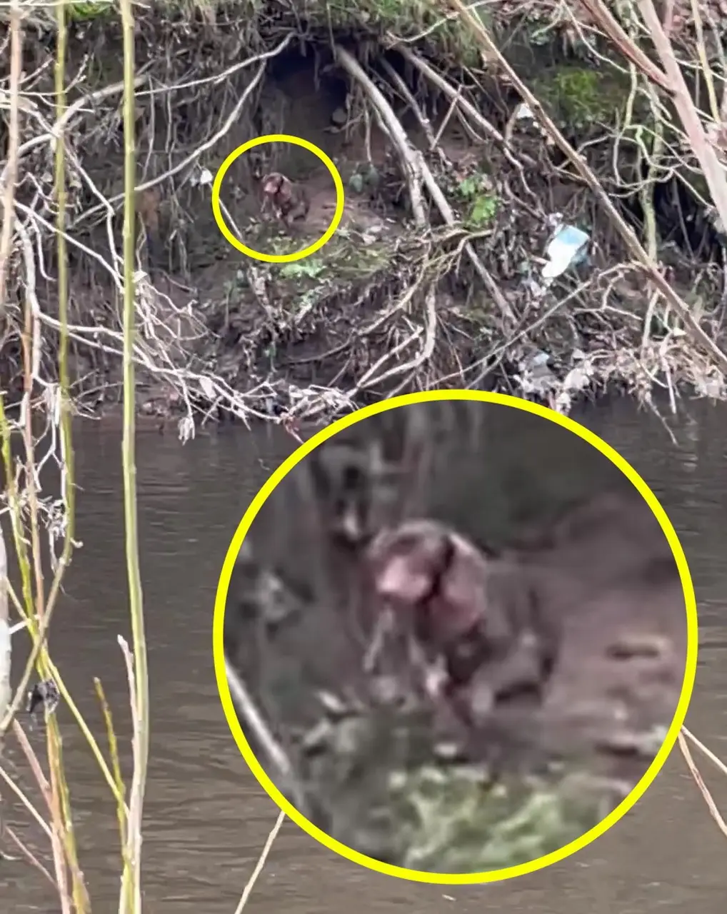 Dachshund Violet disappeared in Reddish Vale Country Park, Greater Manchester on Friday (27 January).