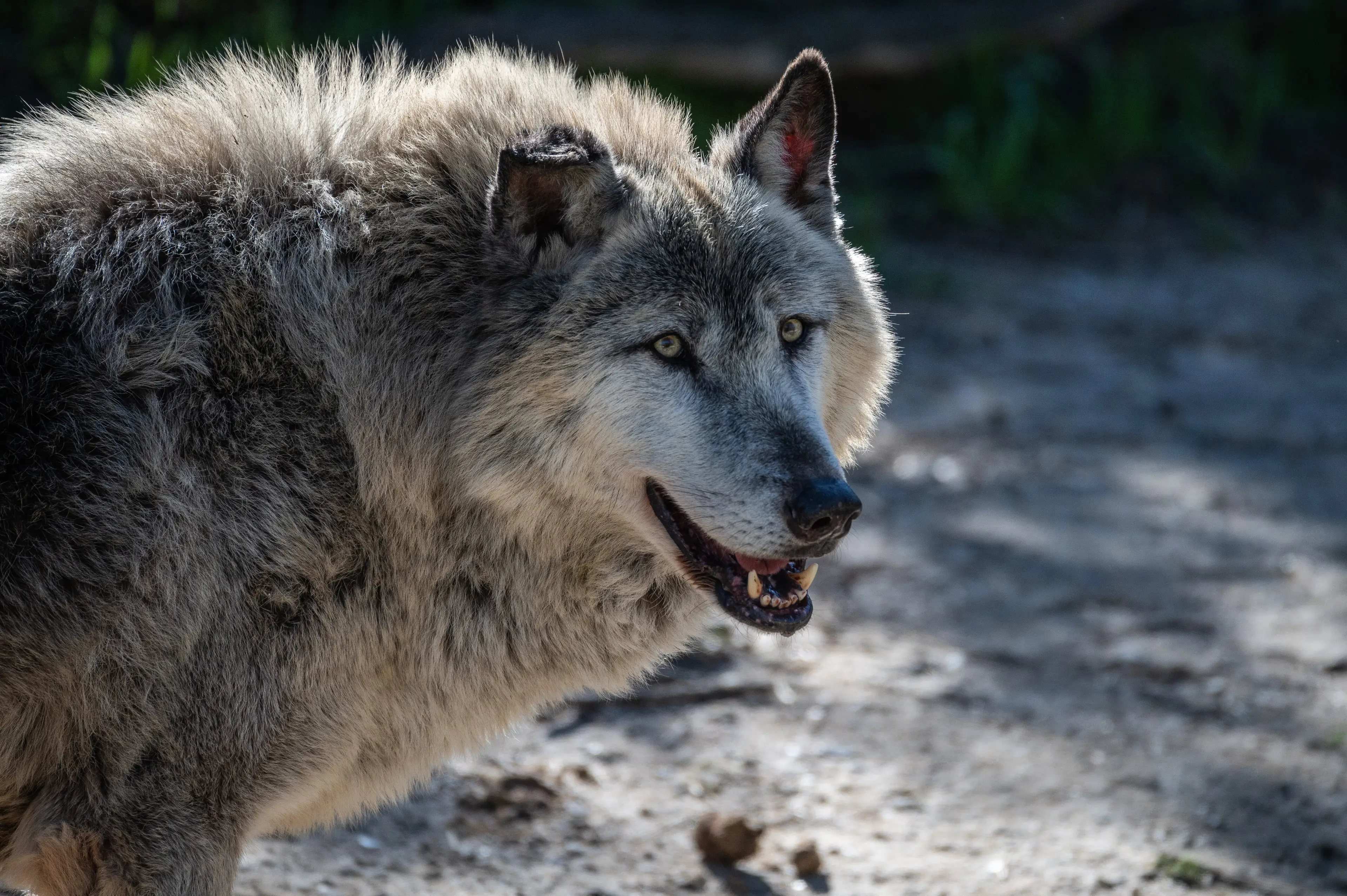 Zoo America is home to three grey wolves (Marcos del Mazo/LightRocket via Getty Images)