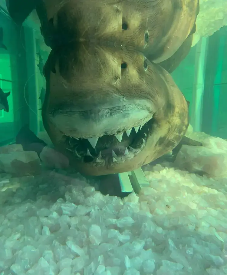 Rosie's journey began in 1997 with her death after she got caught in fishing nets (Facebook)