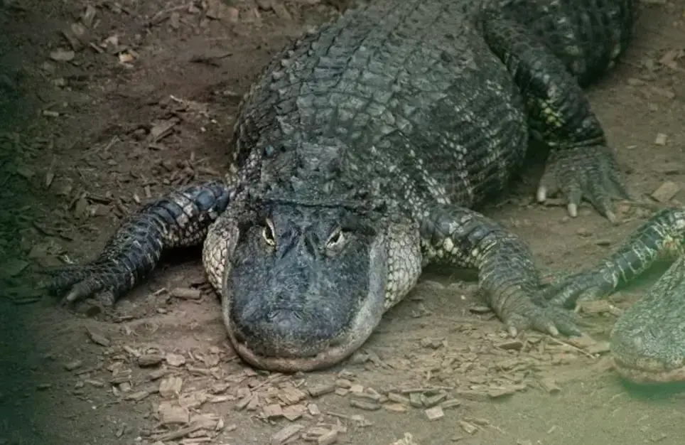 The three-year-old was seriously injured while inside of the crocodile enclosure (Johnson's Zoo)