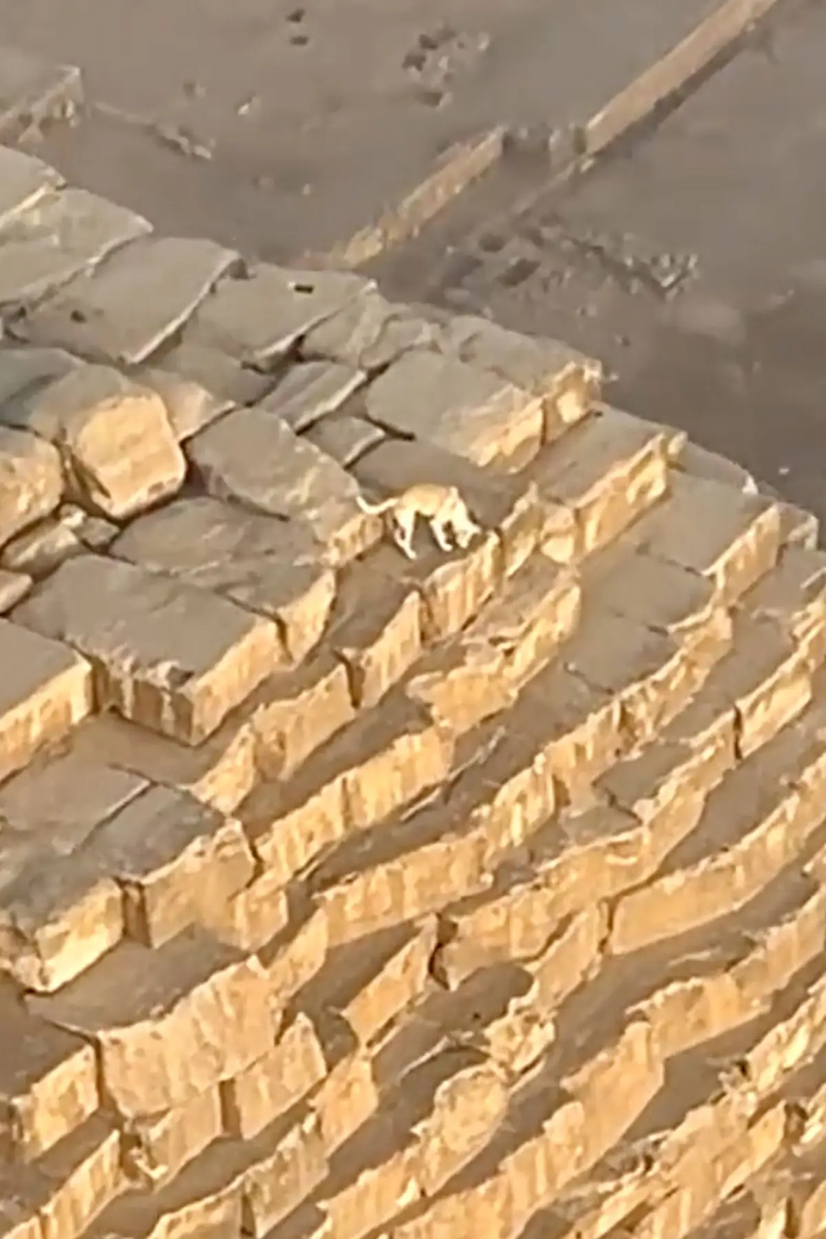 Dogs frequent the area, according to the adventurer (Storyful)