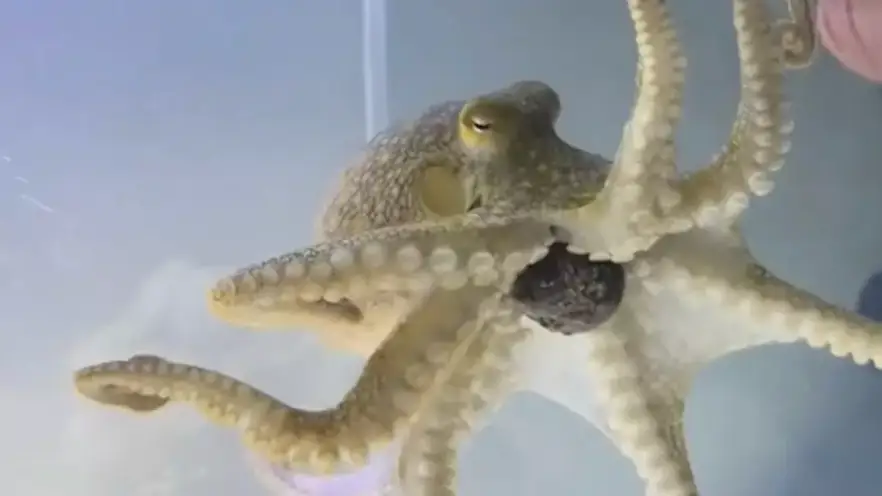 Family got pet octopus for their son that went on to destroy their home