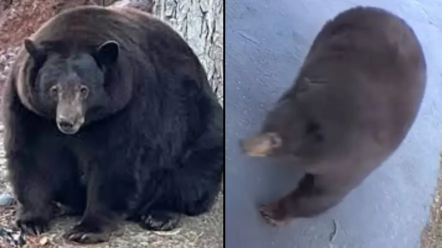 CBC Sacramento/Bear League