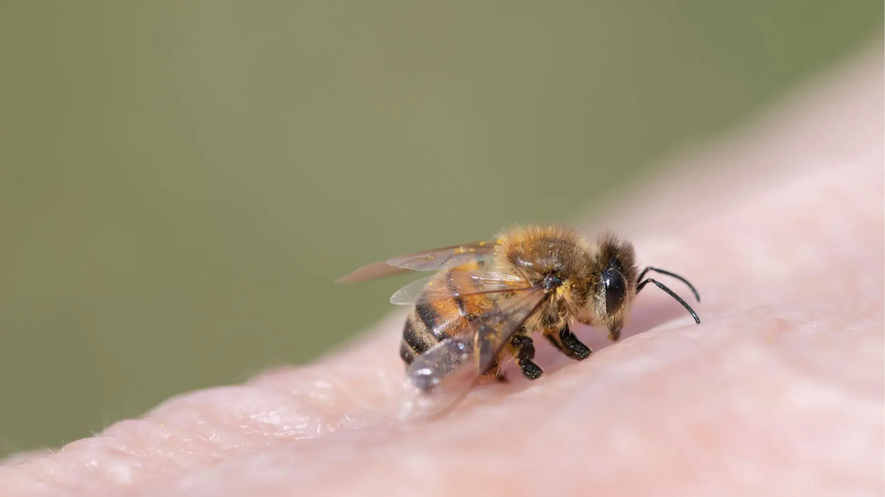 Watch out for stingers left behind by bees, wasps and hornets (Ulrike Leone/Getty Images)