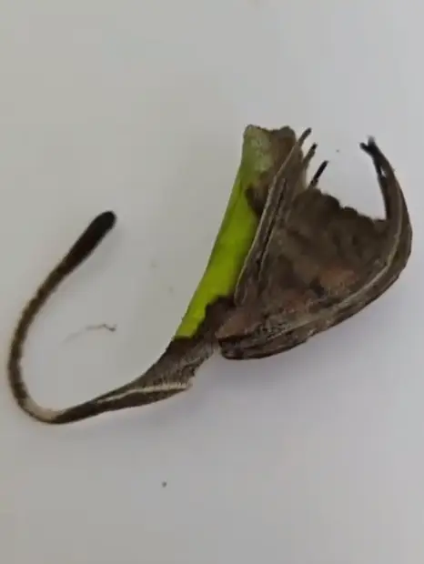 The spider looks like a leaf (Reddit)