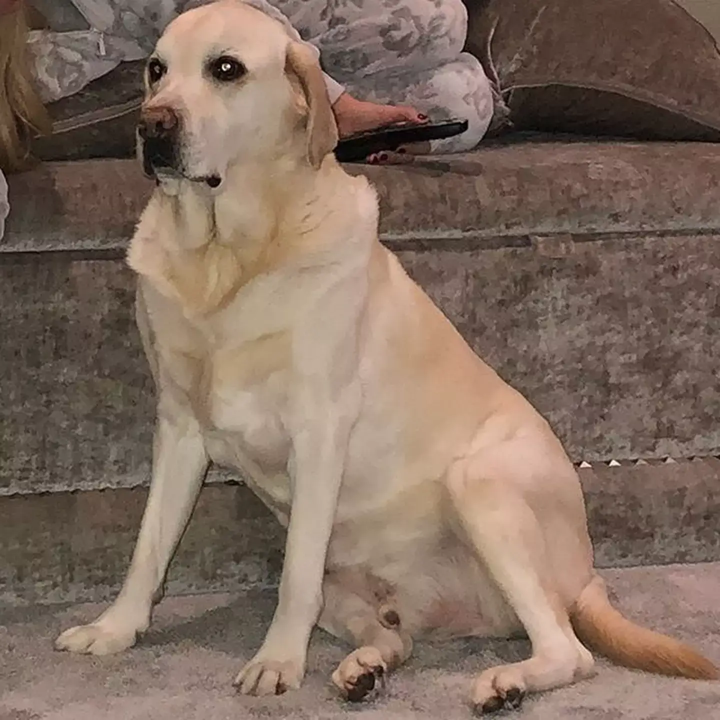 Peter's dog became a viral sensation. Image credit: X