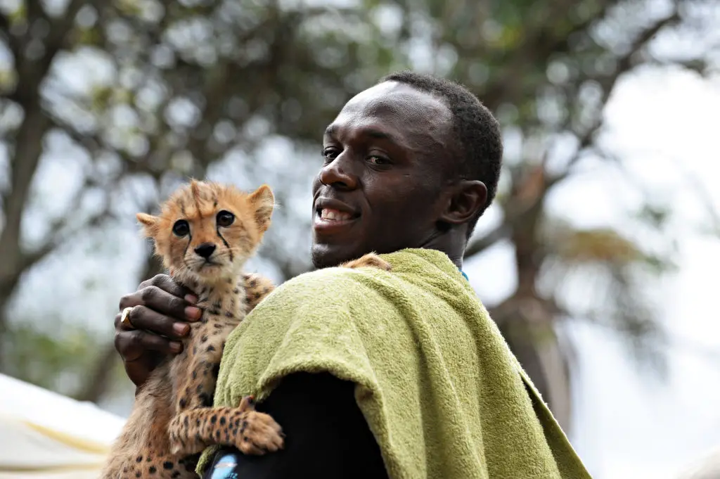 Usain Bolt adopted a cheetah cub named Lightning Bolt in 2009. (Image: Getty)
