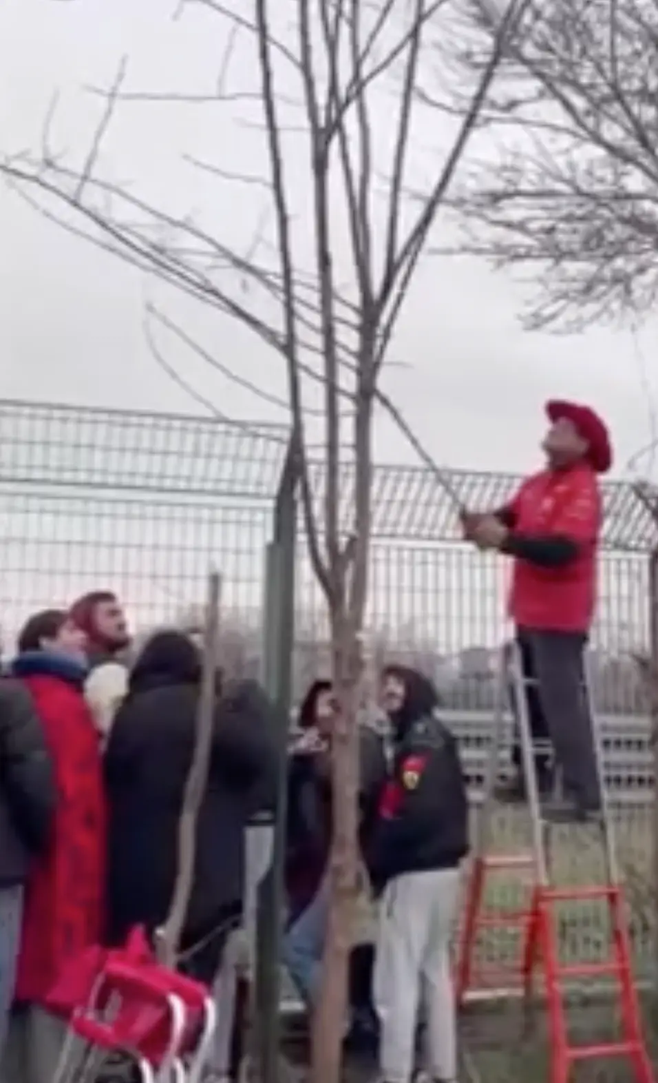 The fan cut down a tree to see Hamilton's laps. Image: Corriere Di Bologna