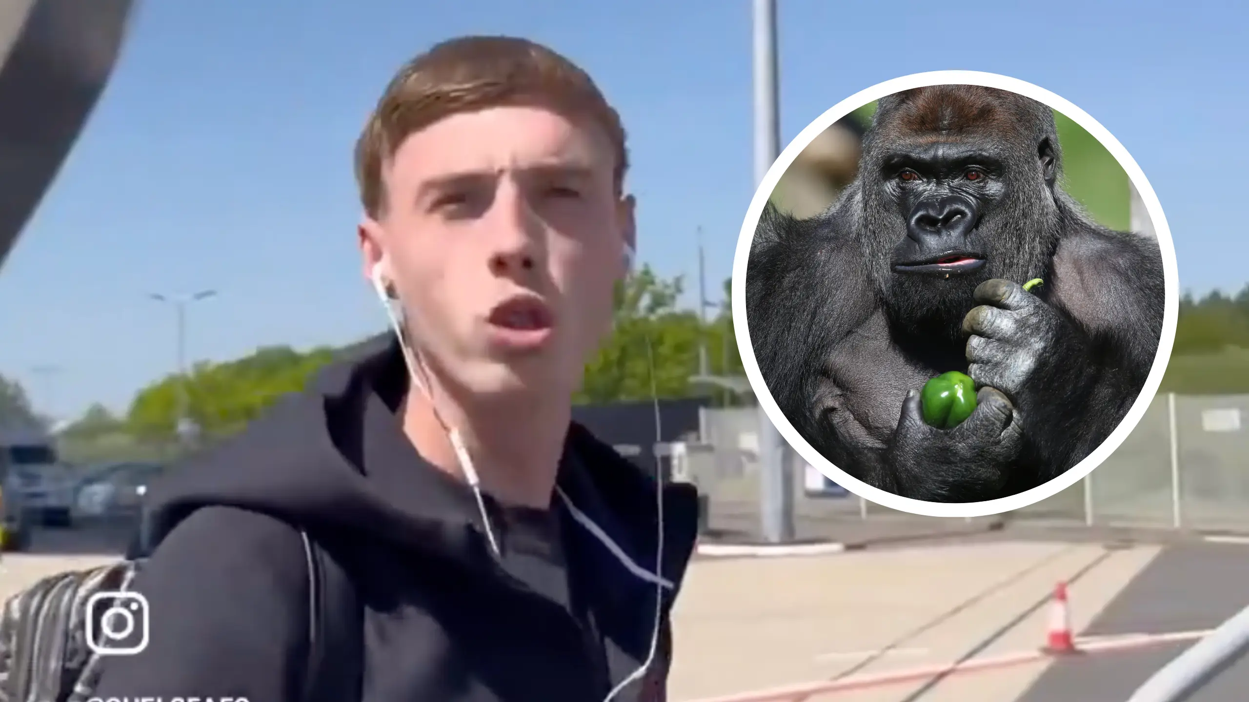 Cole Palmer branded 'stupid' by Chelsea teammate after giving his take on 100 men vs one gorilla debate
