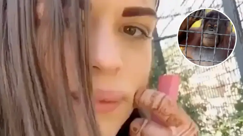 MMA fighter facing ban after disgusting incident with orangutan as shocking video emerges