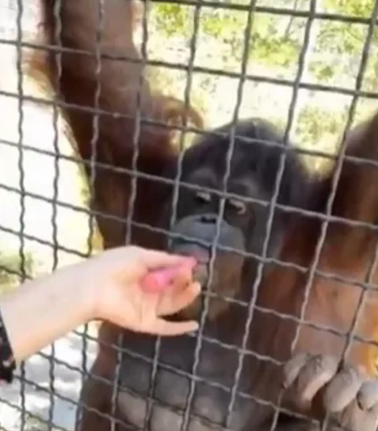 The orangutan took several puffs of the vape. Image: Getty 