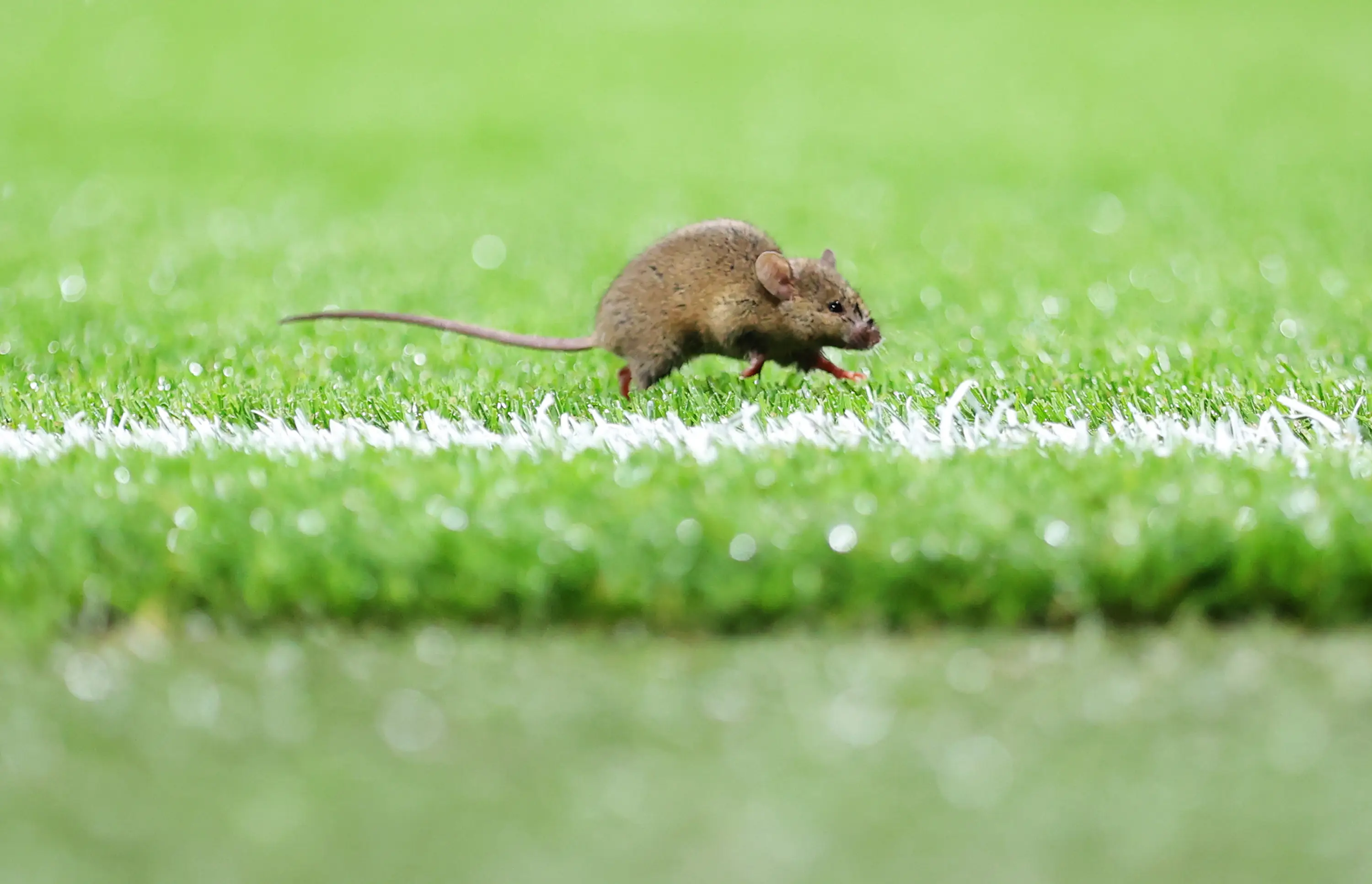 A rat is seen on the pitch prior to Manchester United vs Ipswich Town. Image credit: Getty