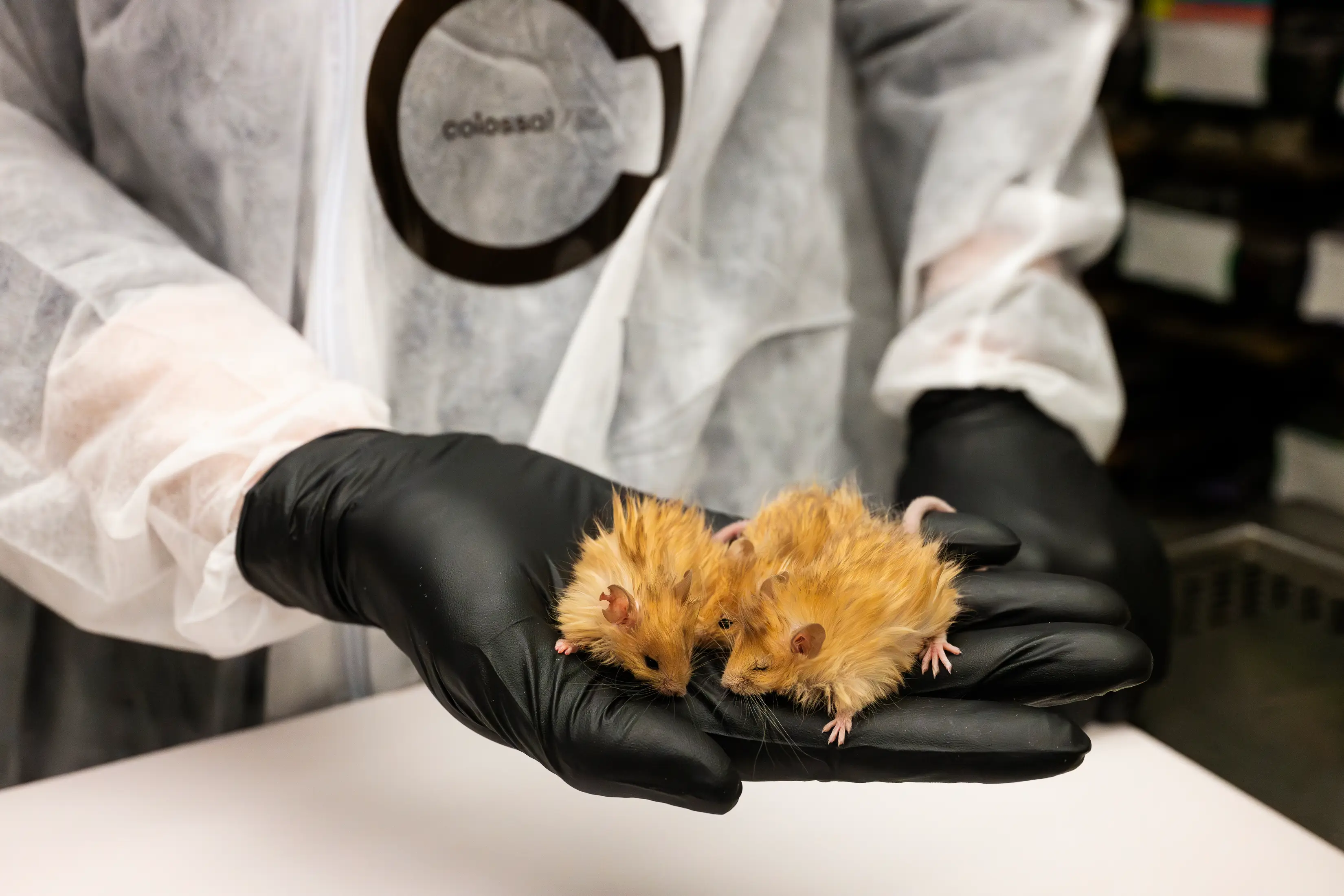 The team of scientists have created the 'woolly mouse' as part of their de-extinction project (Colossal Biosciences)