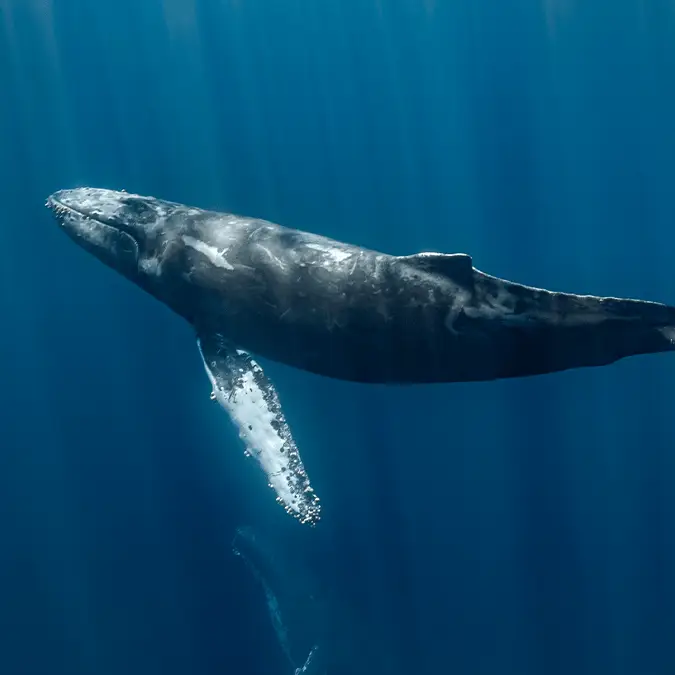 Vincent Pommeyrol / Getty