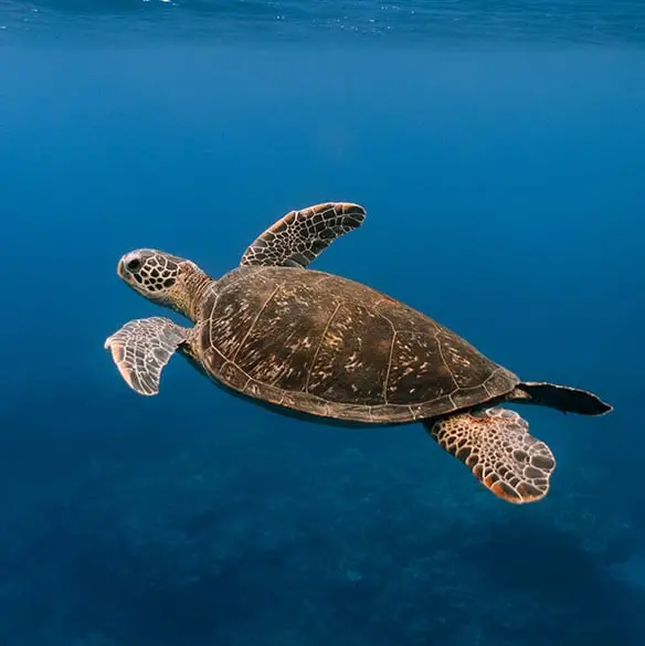 Ippei Naoi/Getty Images/The Nippon Foundation
