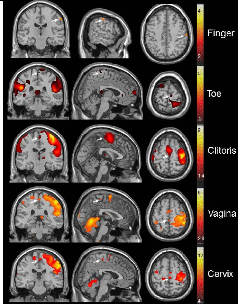 Komisaruk mapped the female orgasm to climax (Komisaruk et al 2011)