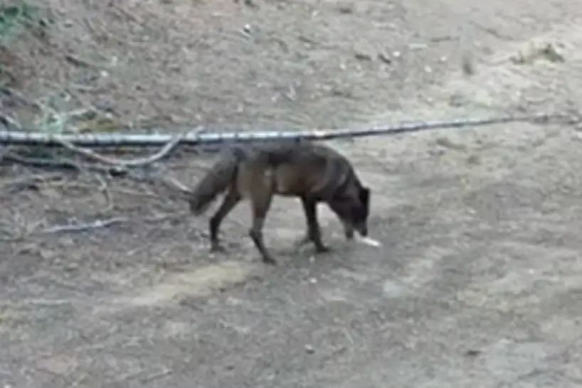 A grey wolf has been spotted in Los Angeles for the first time in over a century (California Department of Fish and Wildlife)