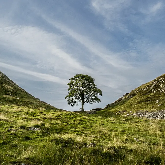 Criminals who chopped down 150-year-old tree finally explain why they did it