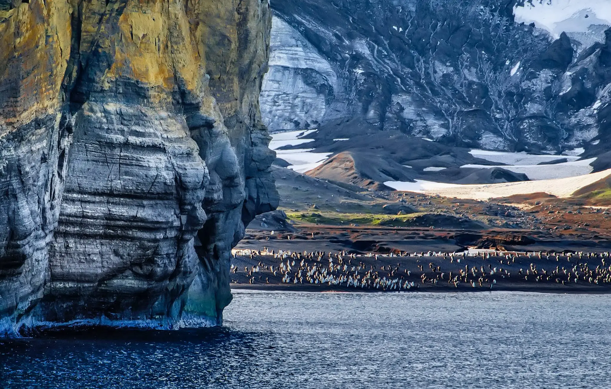 The plants in Antarctic have been growing more dense and at a greater speed in recent years.