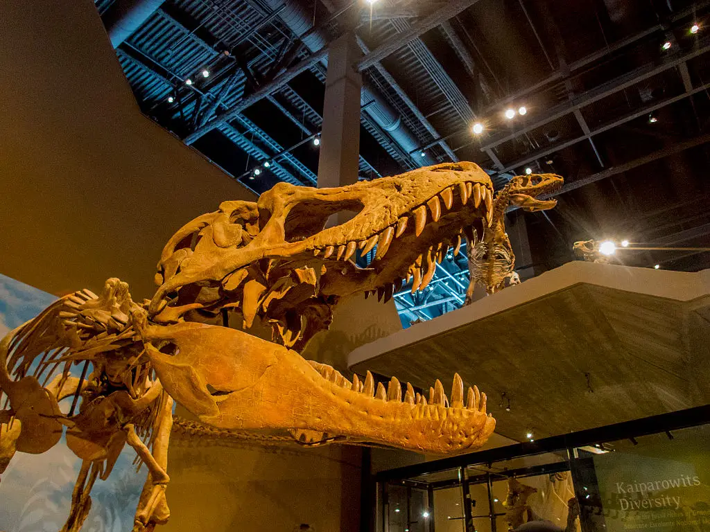 An evolution denier dismantled his own argument in a painfully awkward clip (Wolfgang Kaehler/LightRocket via Getty Images)