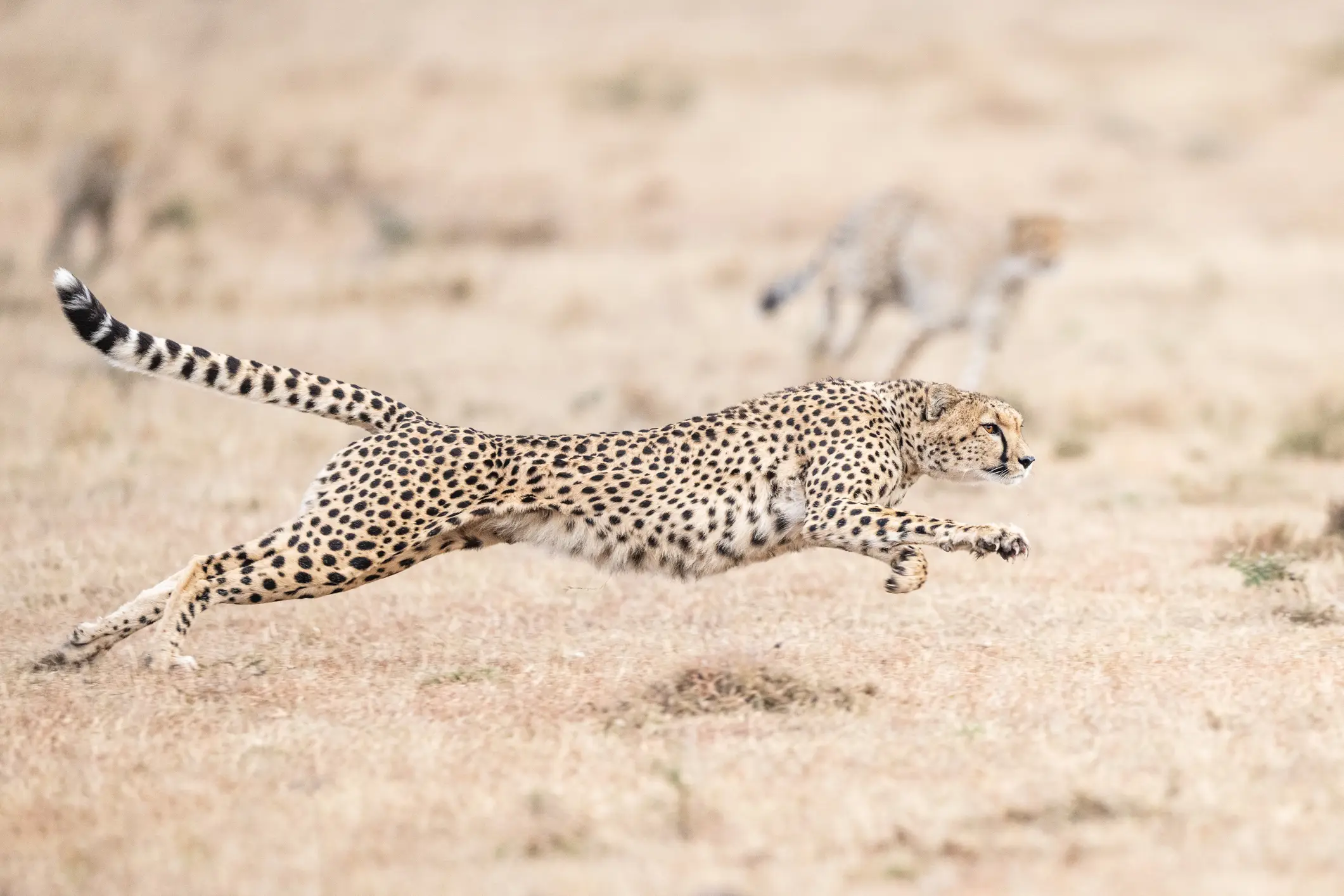 Carlos Carreno / Getty