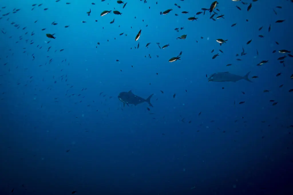 Anadolu / Contributor / Getty