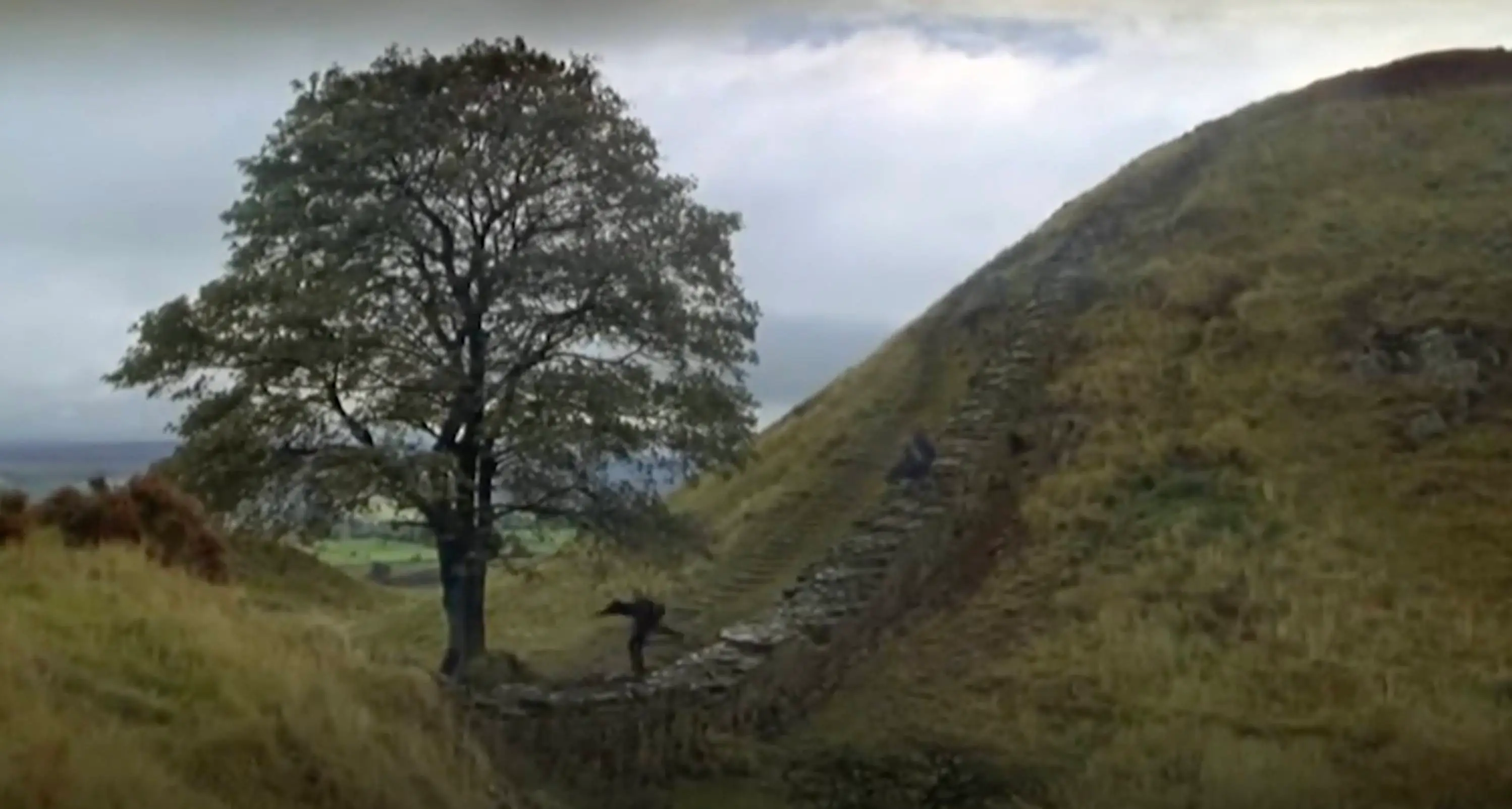 The Sycamore Gap tree famously appeared in Robin Hood: Prince of Thieves (Warner Bros.)
