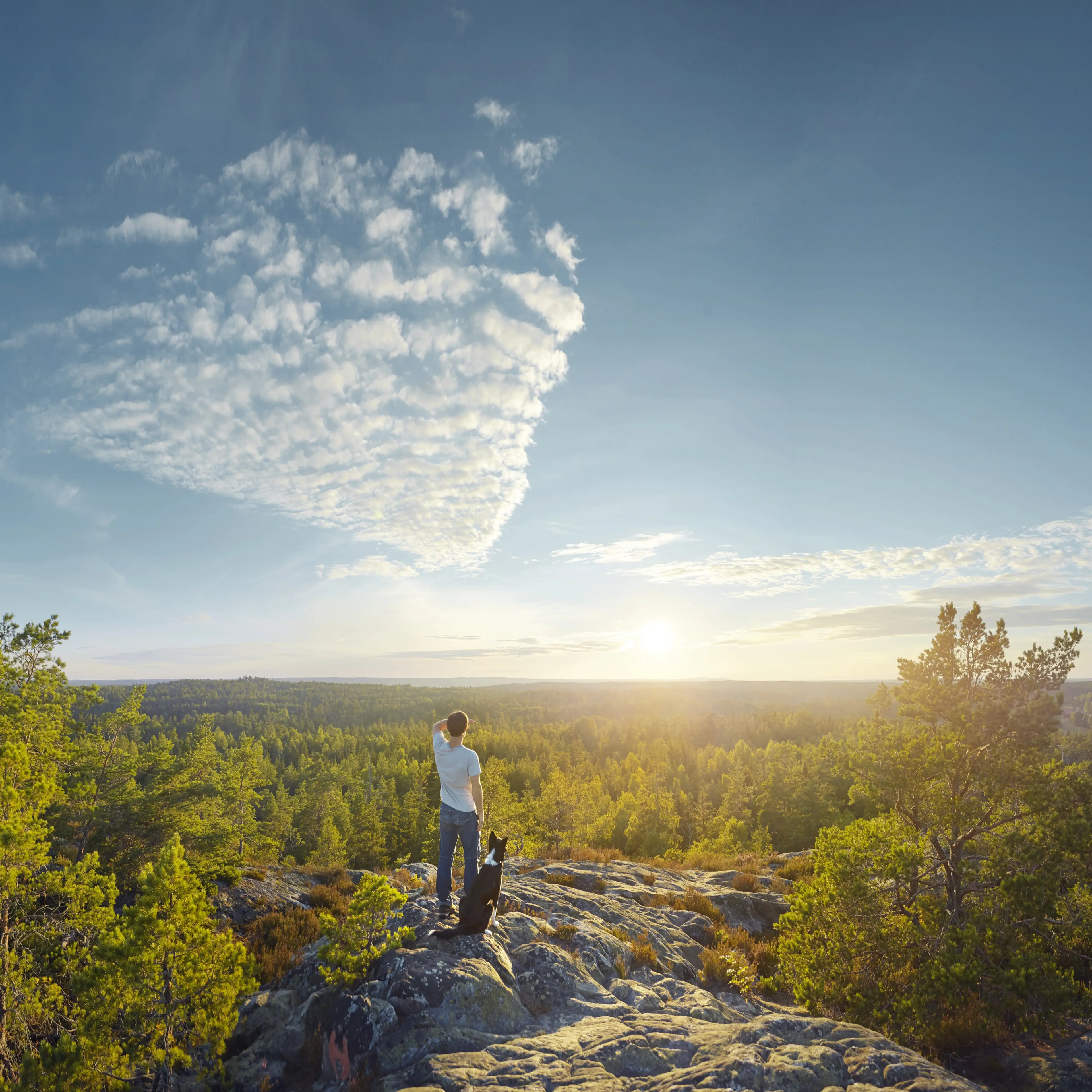 Vets have spoken about how the total solar eclipse could impact on pets. 