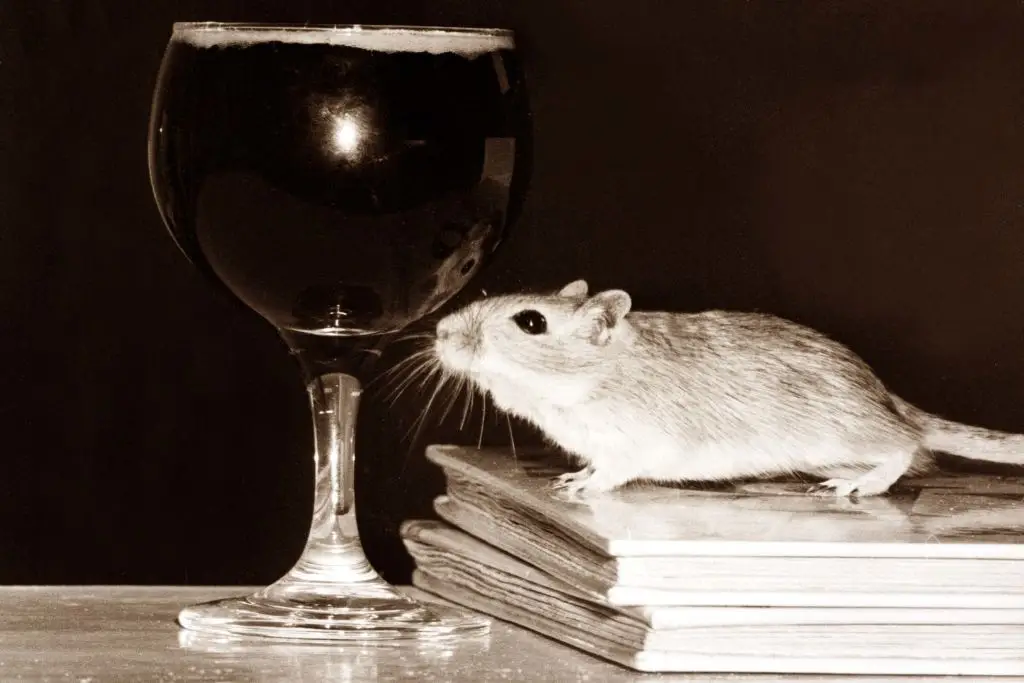Mice subjected to forced abstinence continued to drink even though the alcohol was extremely bitter (Mirrorpix via Getty Images)