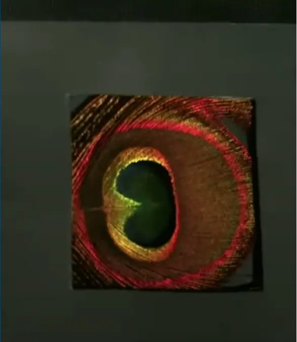 Birds can perceive a broader spectrum of colours on a rainbow / Vasas, V., et al. PLOS Biology