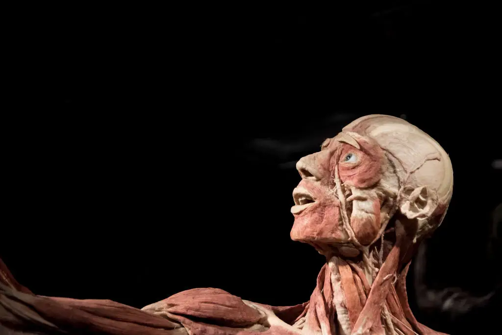 One mother believes that her son's body has been used in an unorthodox exhibit (Nikolas Kokovlis/NurPhoto via Getty Images)