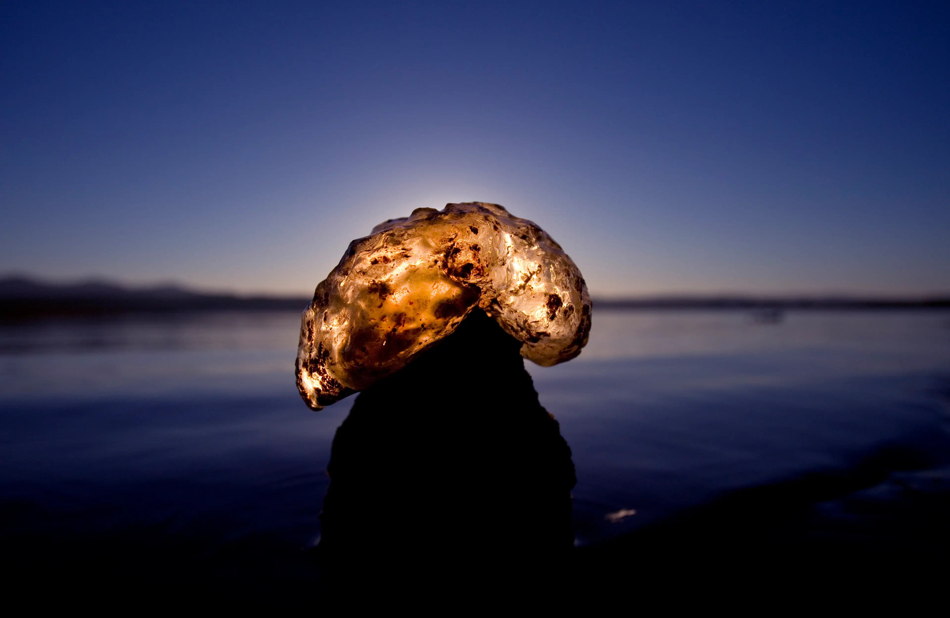 The unusual creature has been mistaken for alien eggs (Allen J. Schaben/Los Angeles Times via Getty Images)