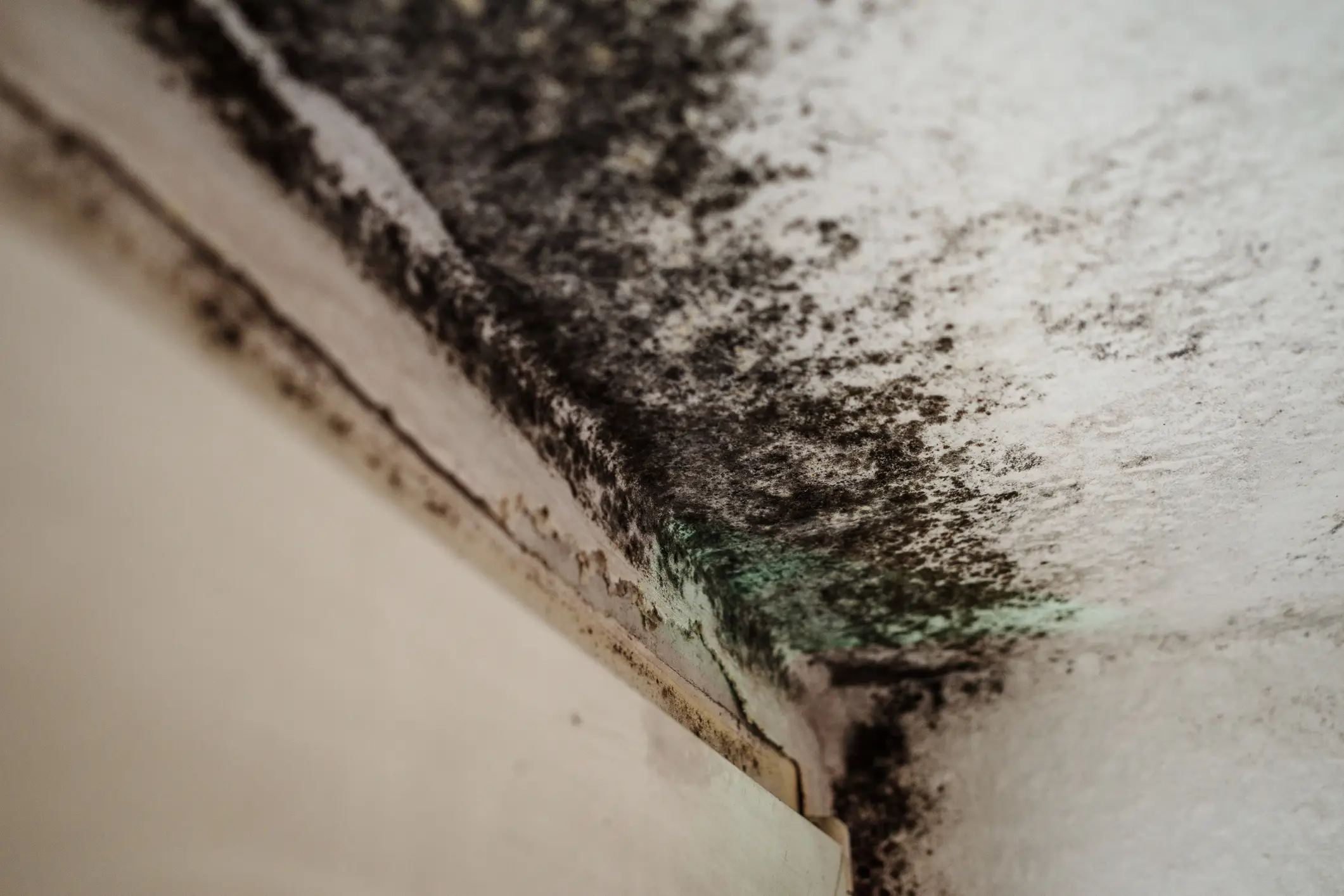 Black mold is something that many renters have to deal with at some point, and it can be far more dangerous than you might think (Getty Stock)