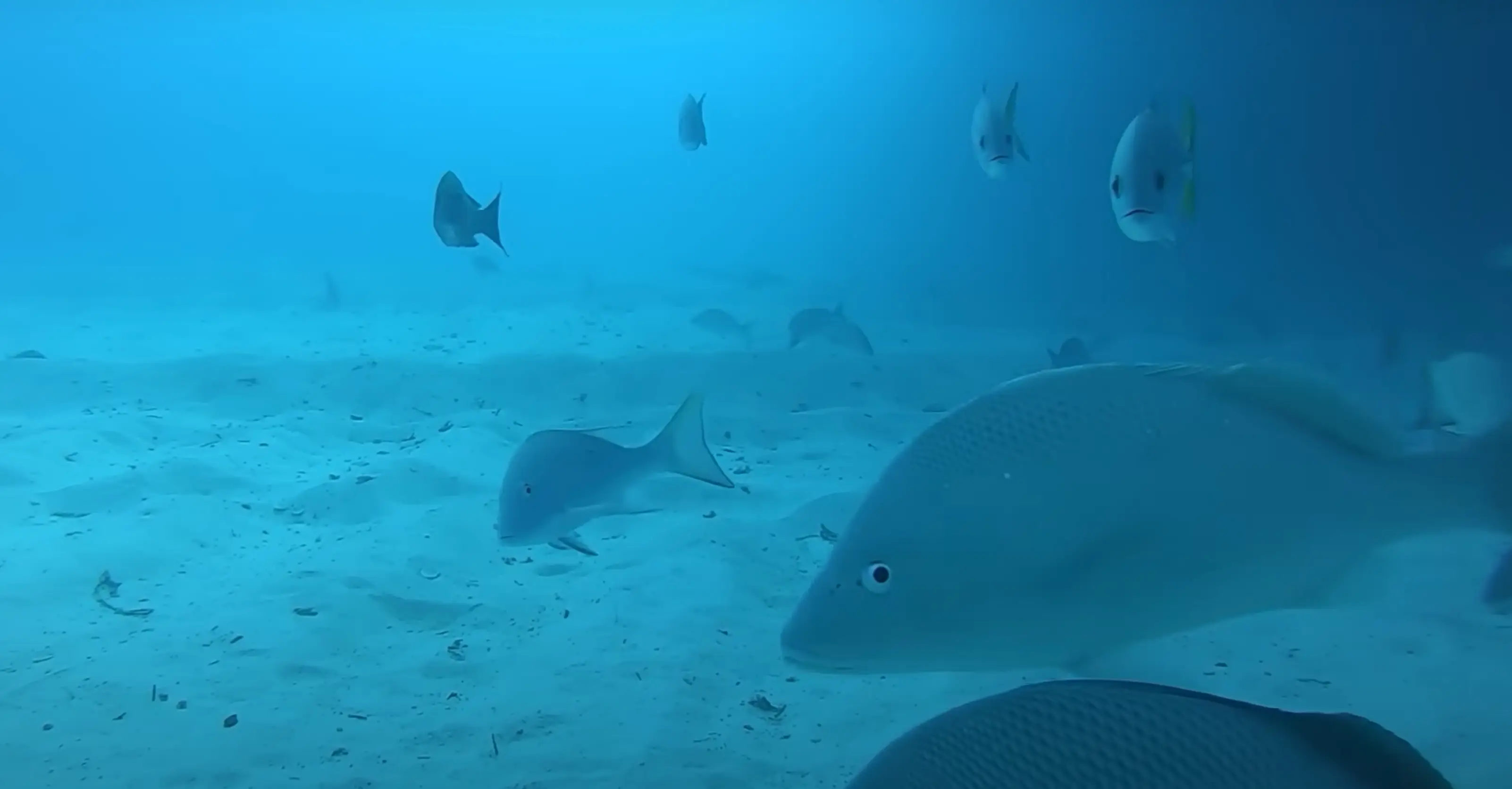 Curious fish investigating the camera (Odysseas Froilan/YouTube)