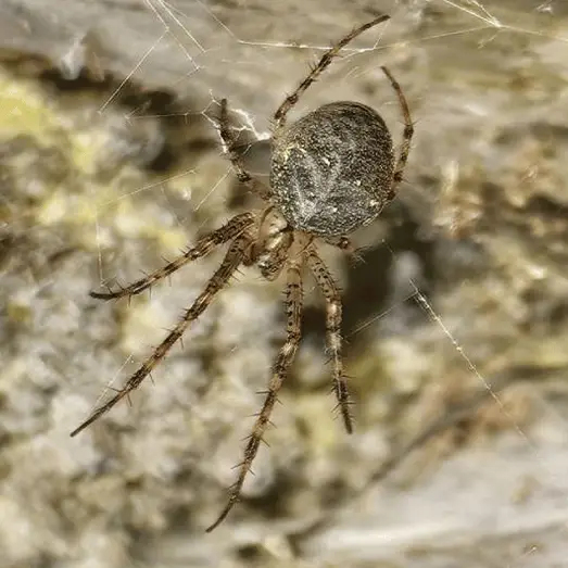 World's largest spider web covering 1,140 square feet discovered deep inside 'sulphur cave'