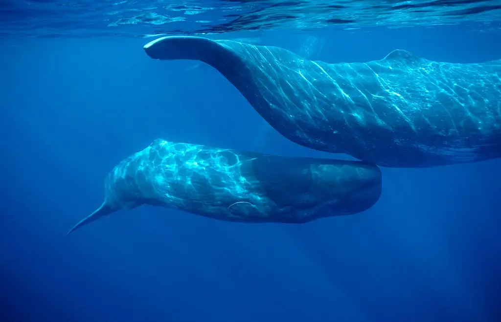 Sperm whales are more dangerous than you might think (Francois Gohier/VW Pics/Universal Images Group via Getty Images)