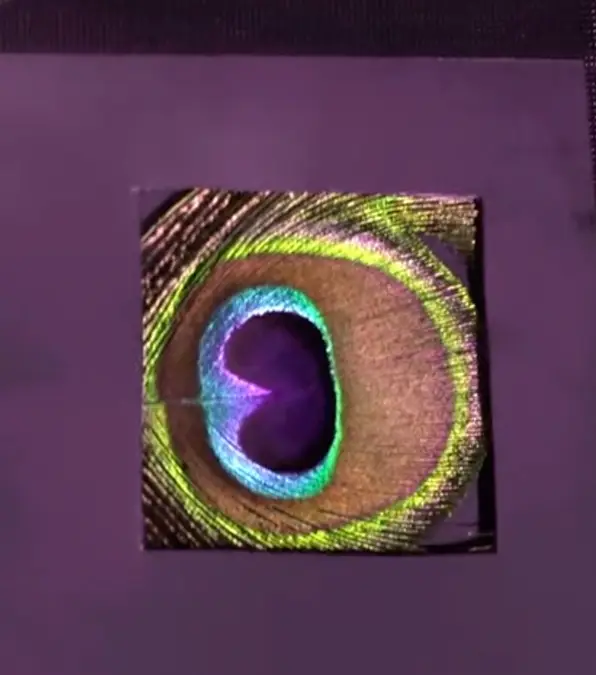 Peafowls can detect more ultra violet / Vasas, V., et al. PLOS Biology