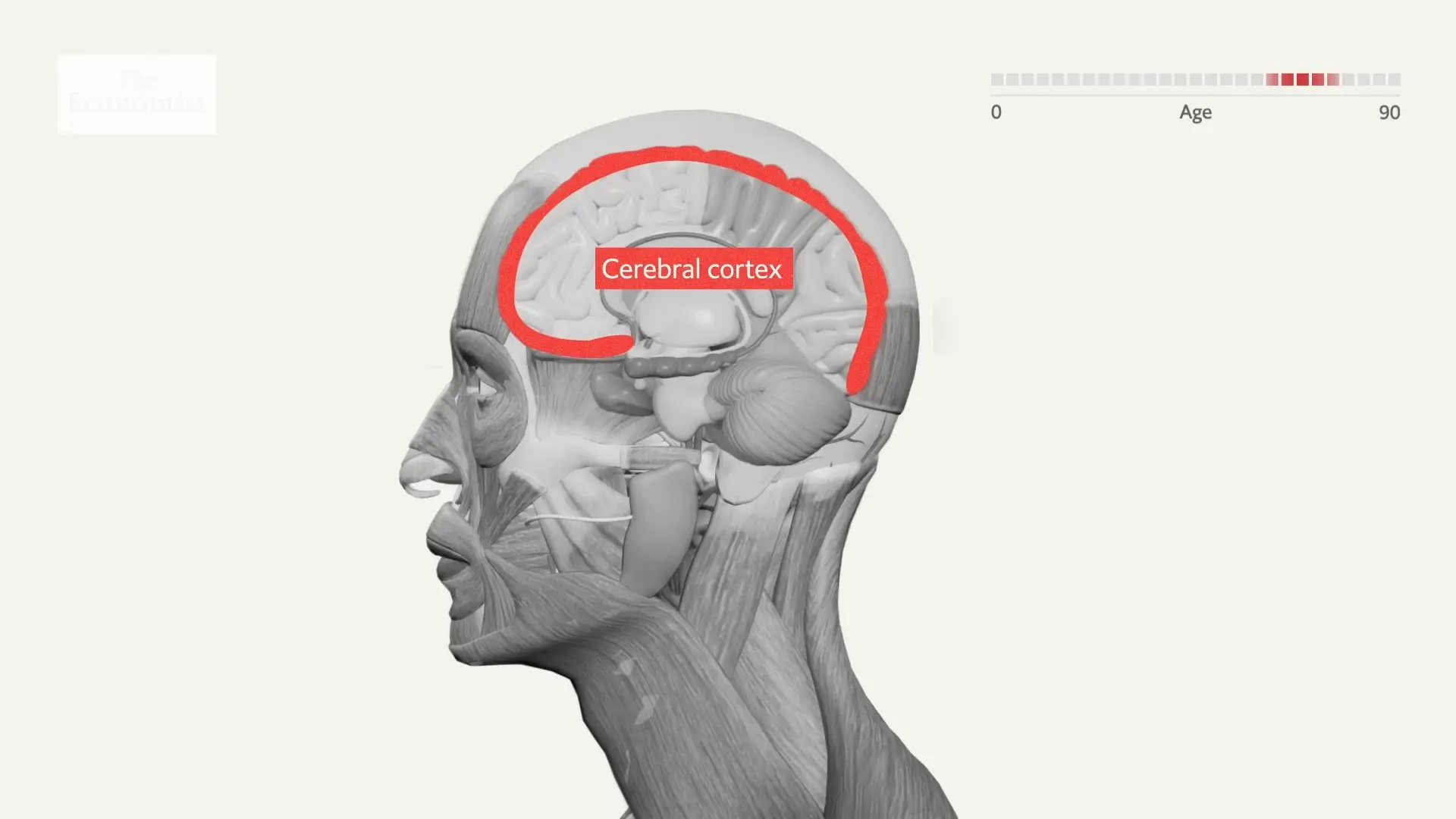 The thinning of your cerebral cortex damages aspects of your brain that control memory, emotion, and navigation (YouTube/The Economist)