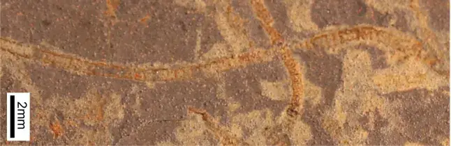 A an almost billion year old seaweed fossil from Canada (Katie Maloney)