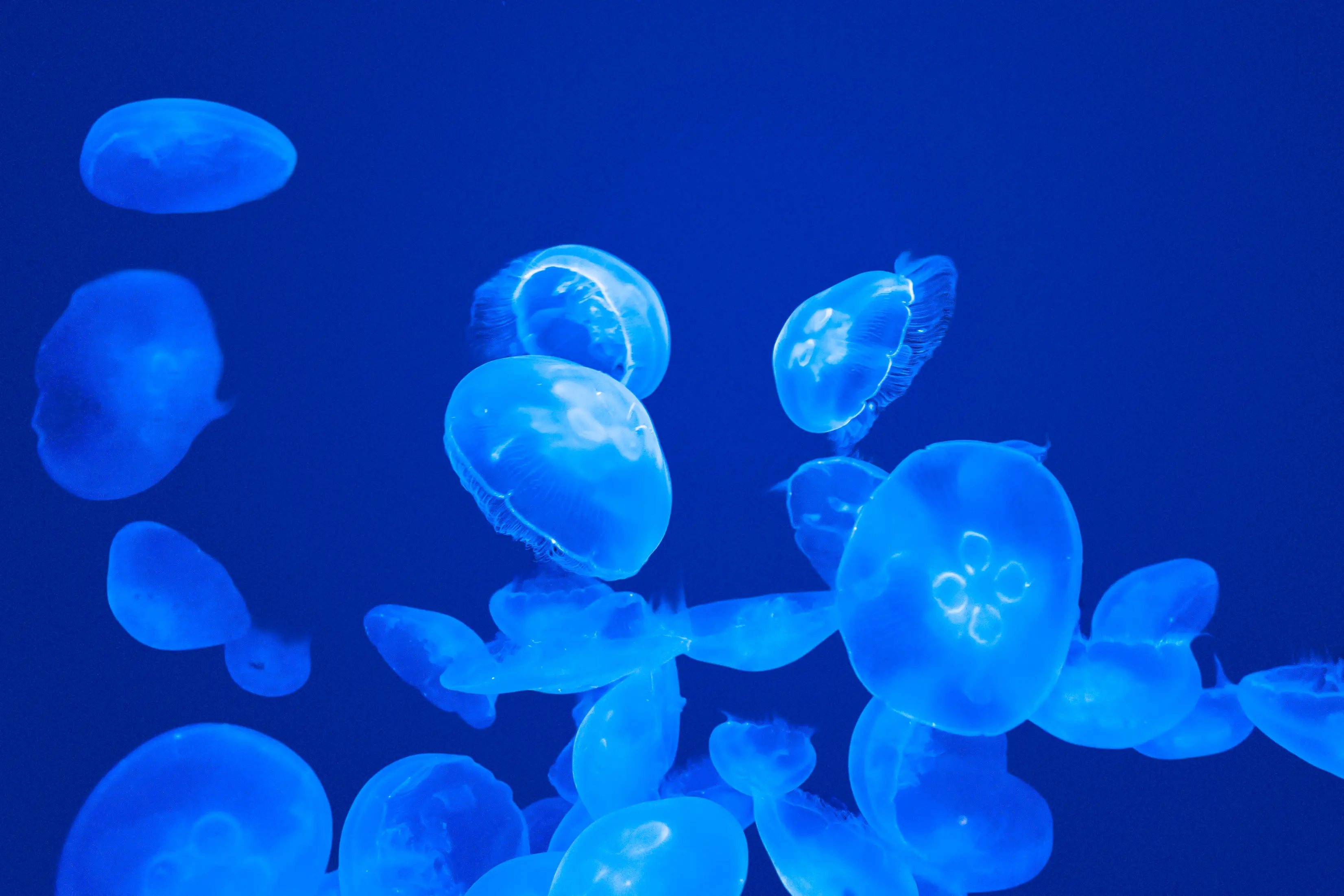 Jellyfish swarmed into the reactors and preventing the cooling from operating properly, although there was no threat of damage (Getty Stock)