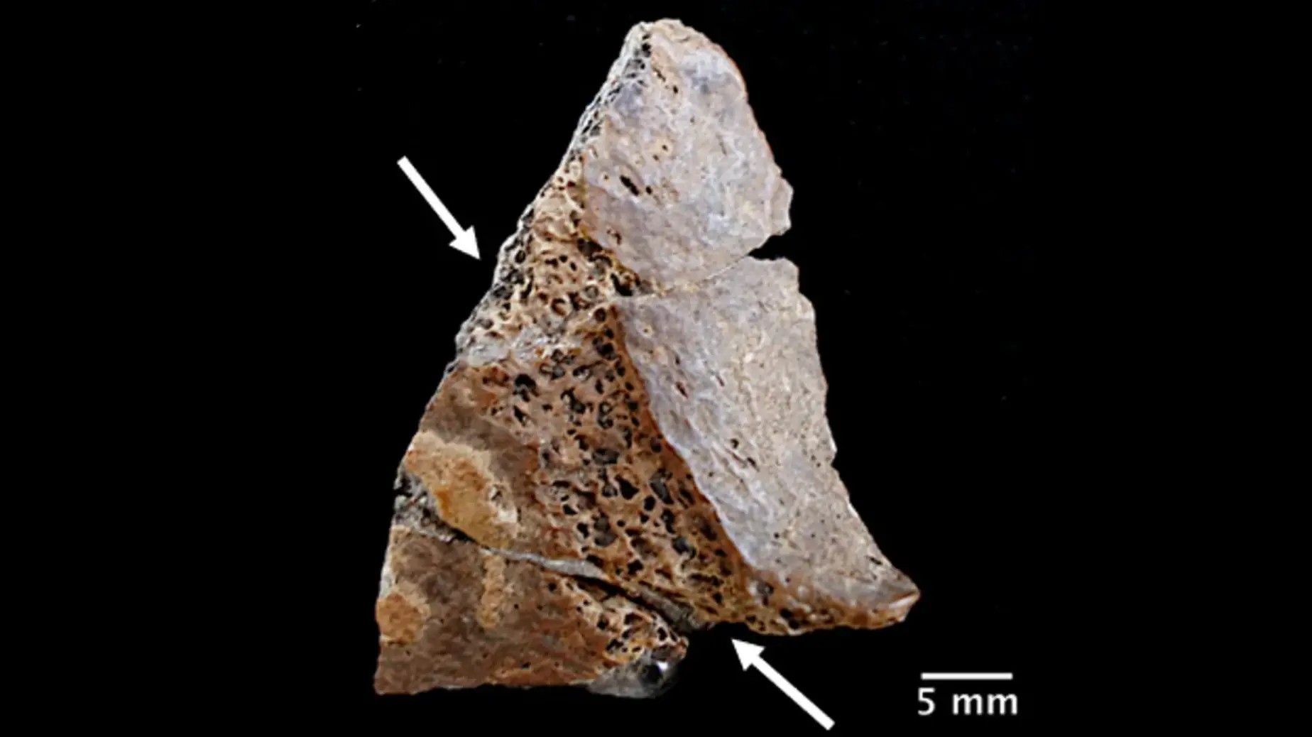 A fragment of a human skull was found in the cave (Michele M. Bleuze)