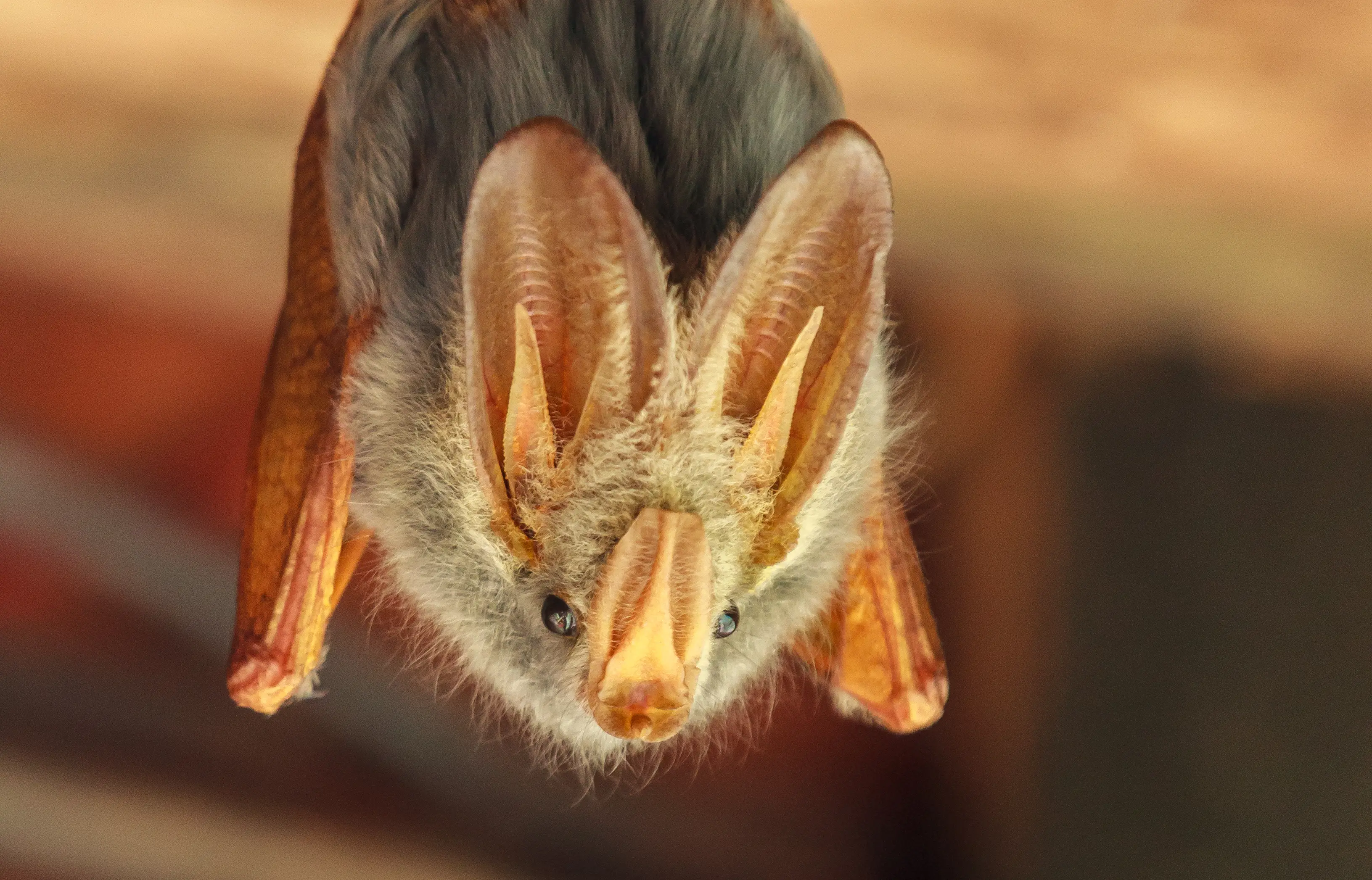 KY23 was discovered within heart-nosed bats, providing researchers with the knowledge that it can enter the body in unexpected ways (Getty Stock)