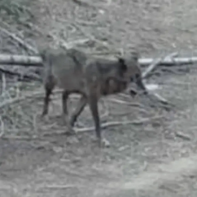 California Department of Fish and Wildlife