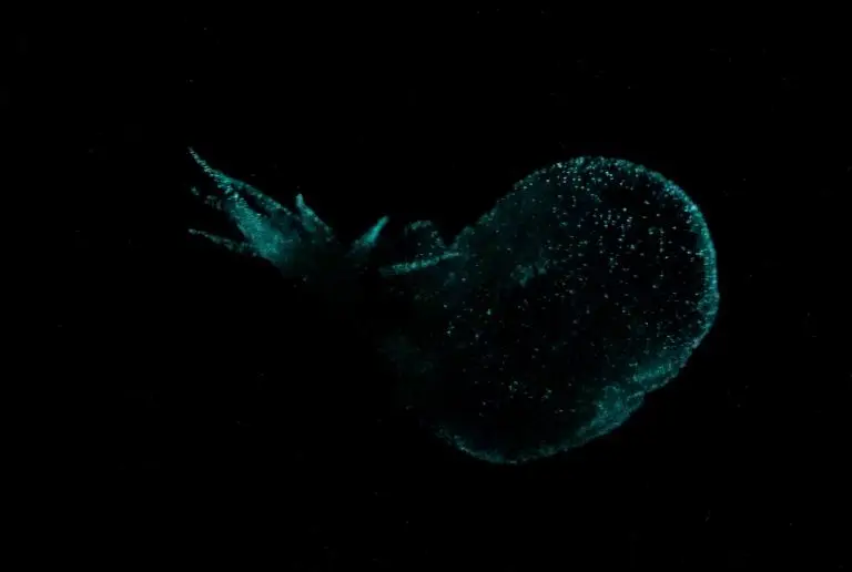 Bathydevius lights up with star-like lights when threatened (MBARI)