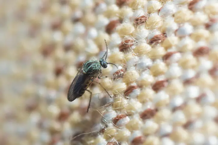 Avoiding midges is far easier said than done (Getty Stock)