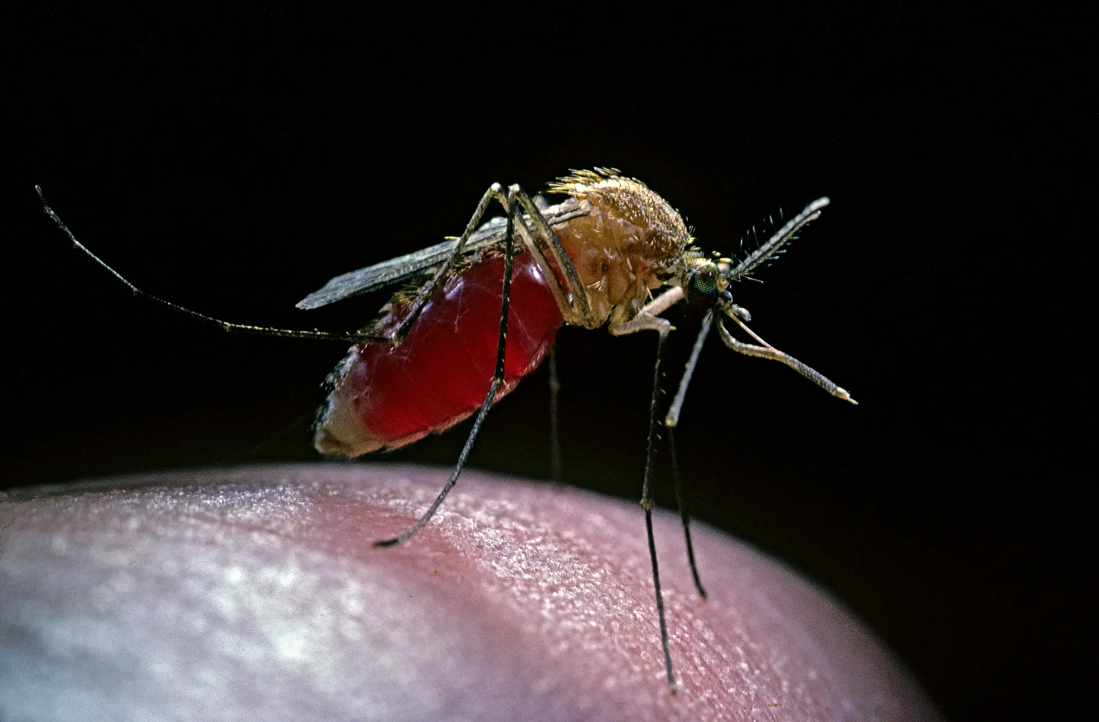 The Sterile Insect Technique has a proven track record of success (Paul Starosta / Getty)
