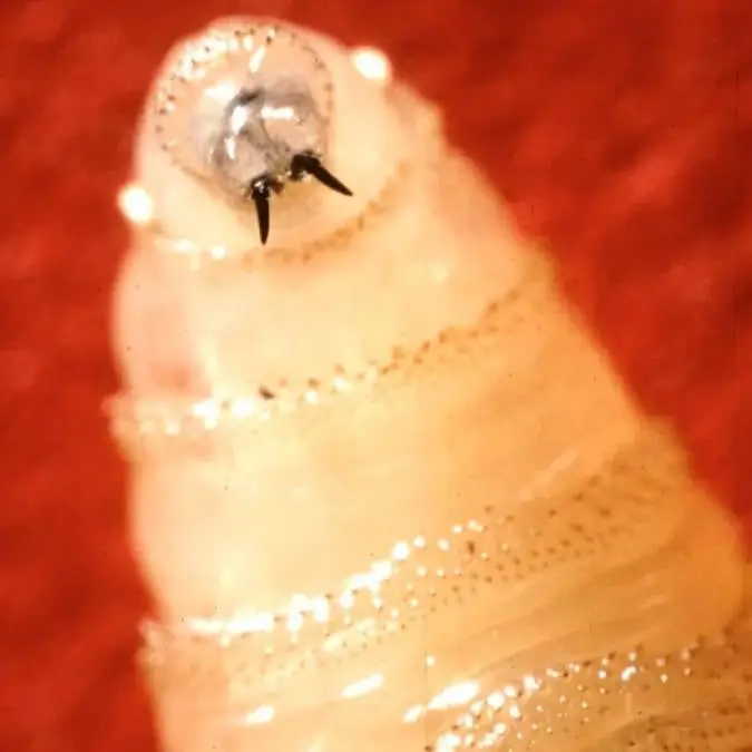 United States Department of Agriculture