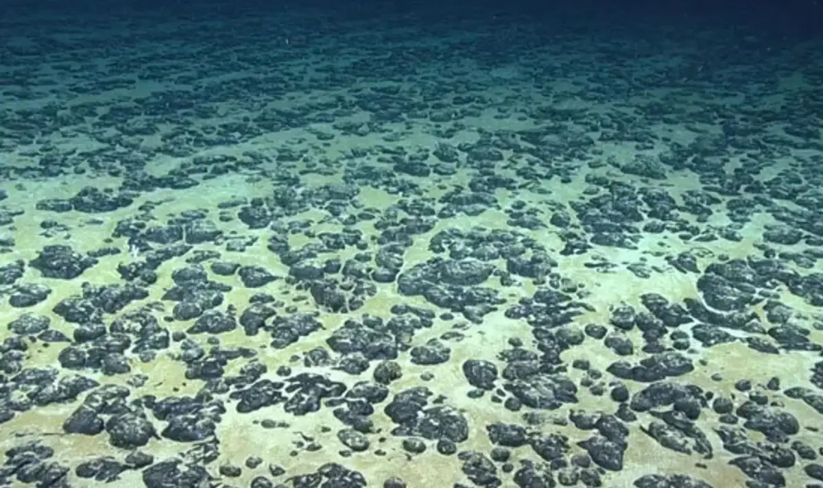 Polymetallic nodules were found on the seabed. (CCZ/NOAA Office of Ocean Exploration and Research, 2019 Southeastern U.S. Deep-sea Exploration)